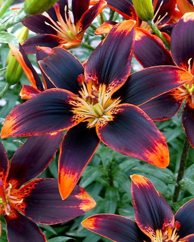 LILIUM FOREVER SUSAN 50 kusov